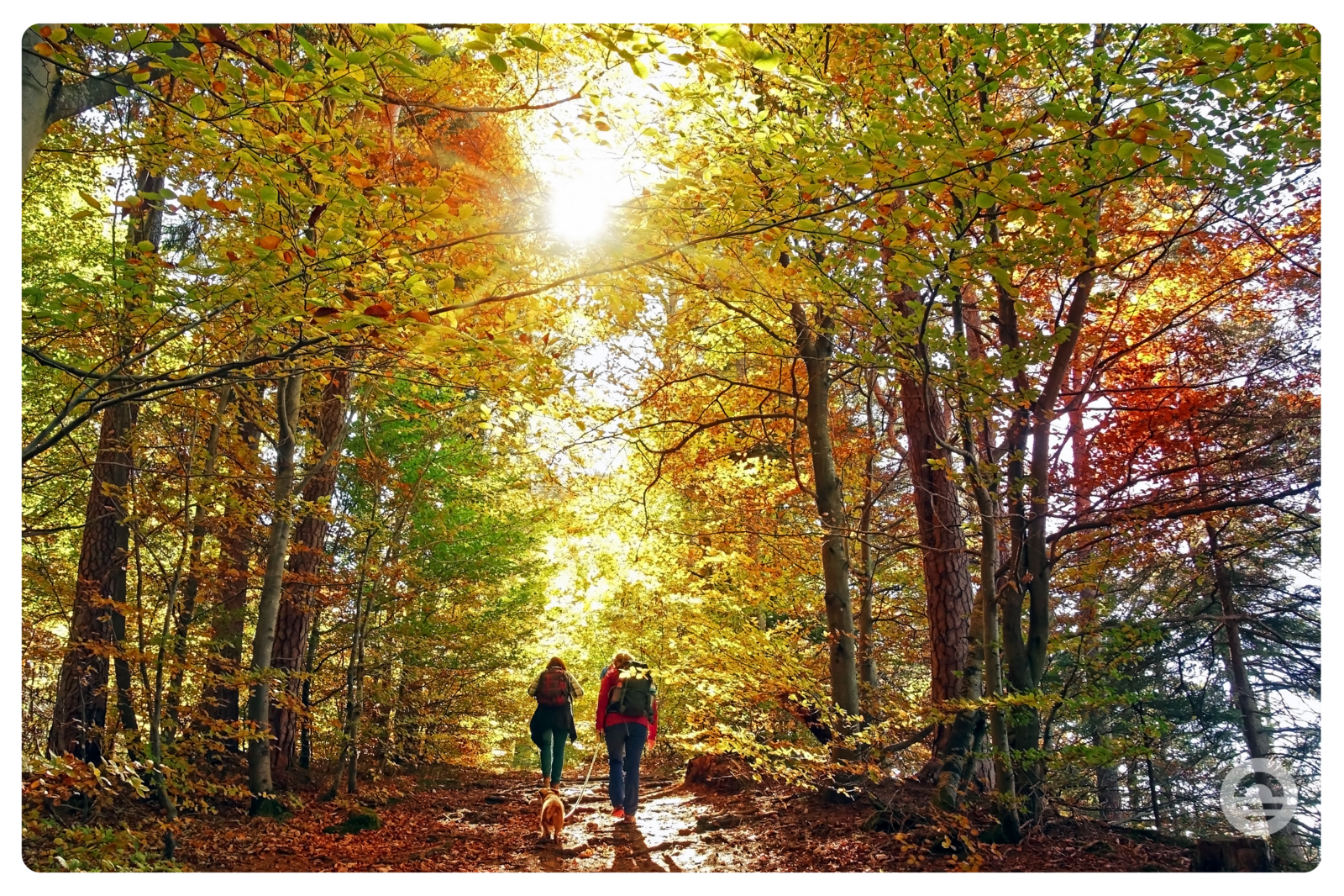 Beleef de magie van een herfstvakantie! Geniet van kleurrijke bladeren, frisse boswandelingen en knusse momenten in de natuur. Plan jouw perfecte herfstuitje nu.