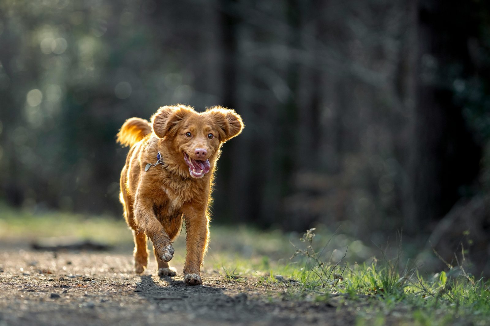 Gedragsregels honden