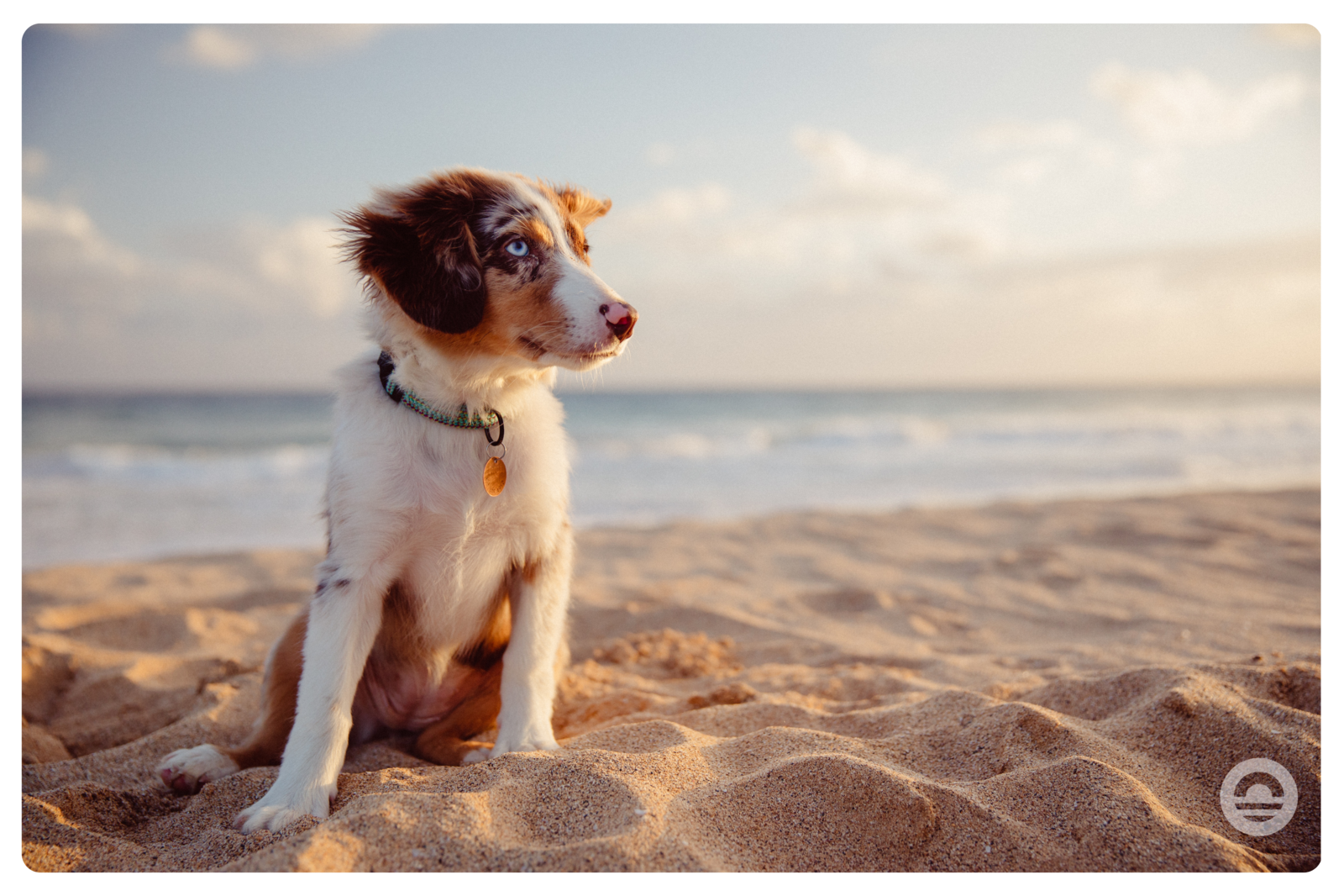 Experience spring break in a pet-friendly holiday home close to the beach, where you can enjoy fresh walks and relaxation together with your dog.