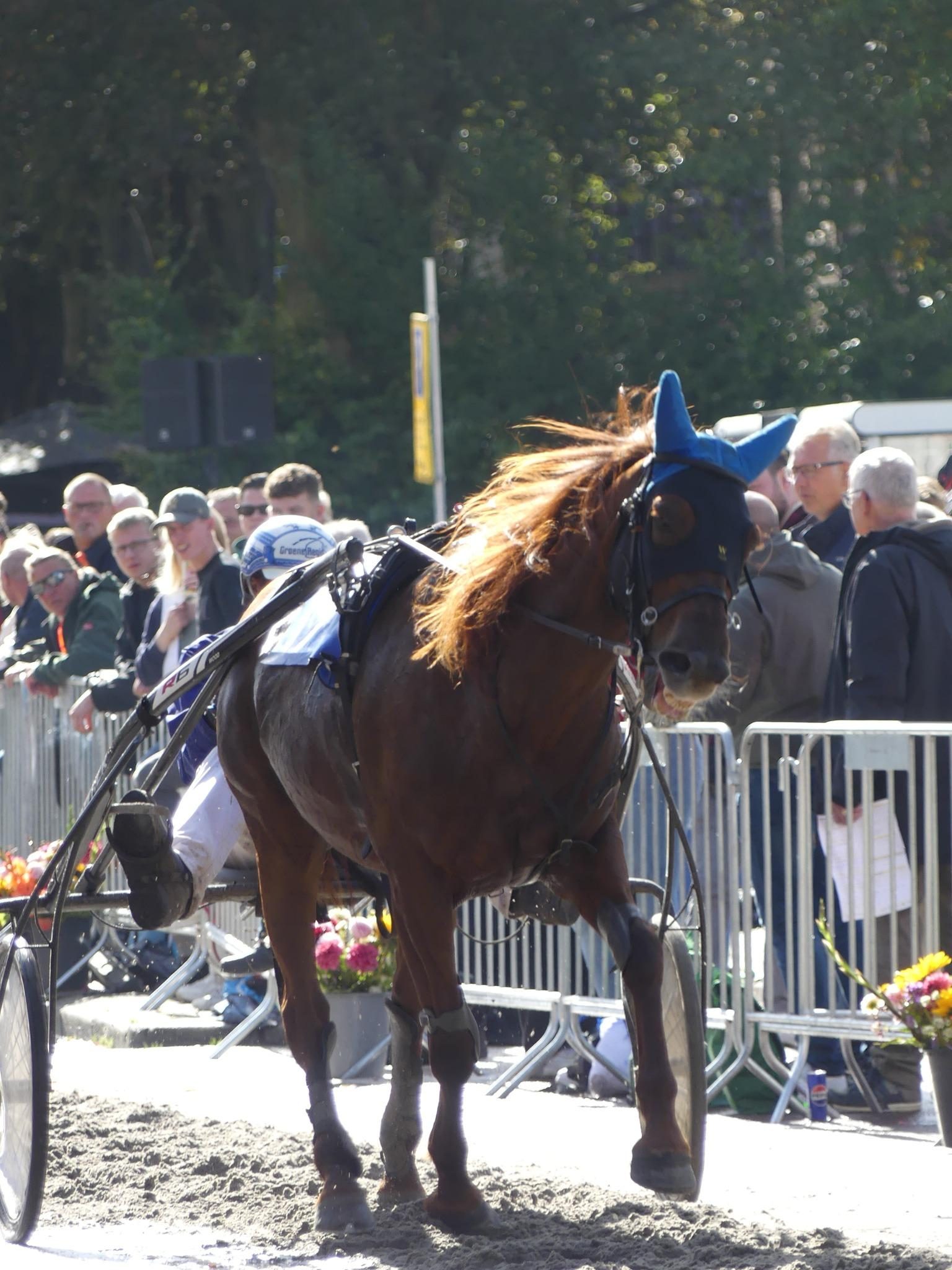 Horseracing Sassenheim