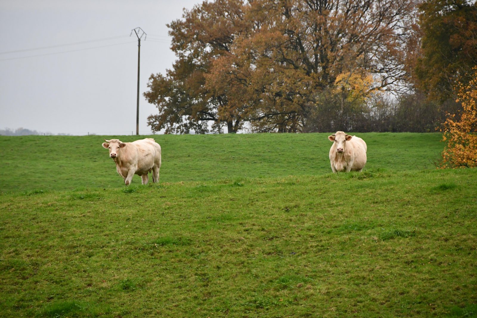 🐮 Nature