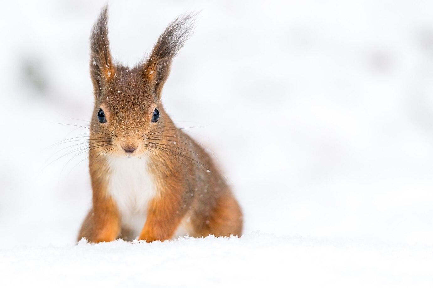 Dieren in de winter