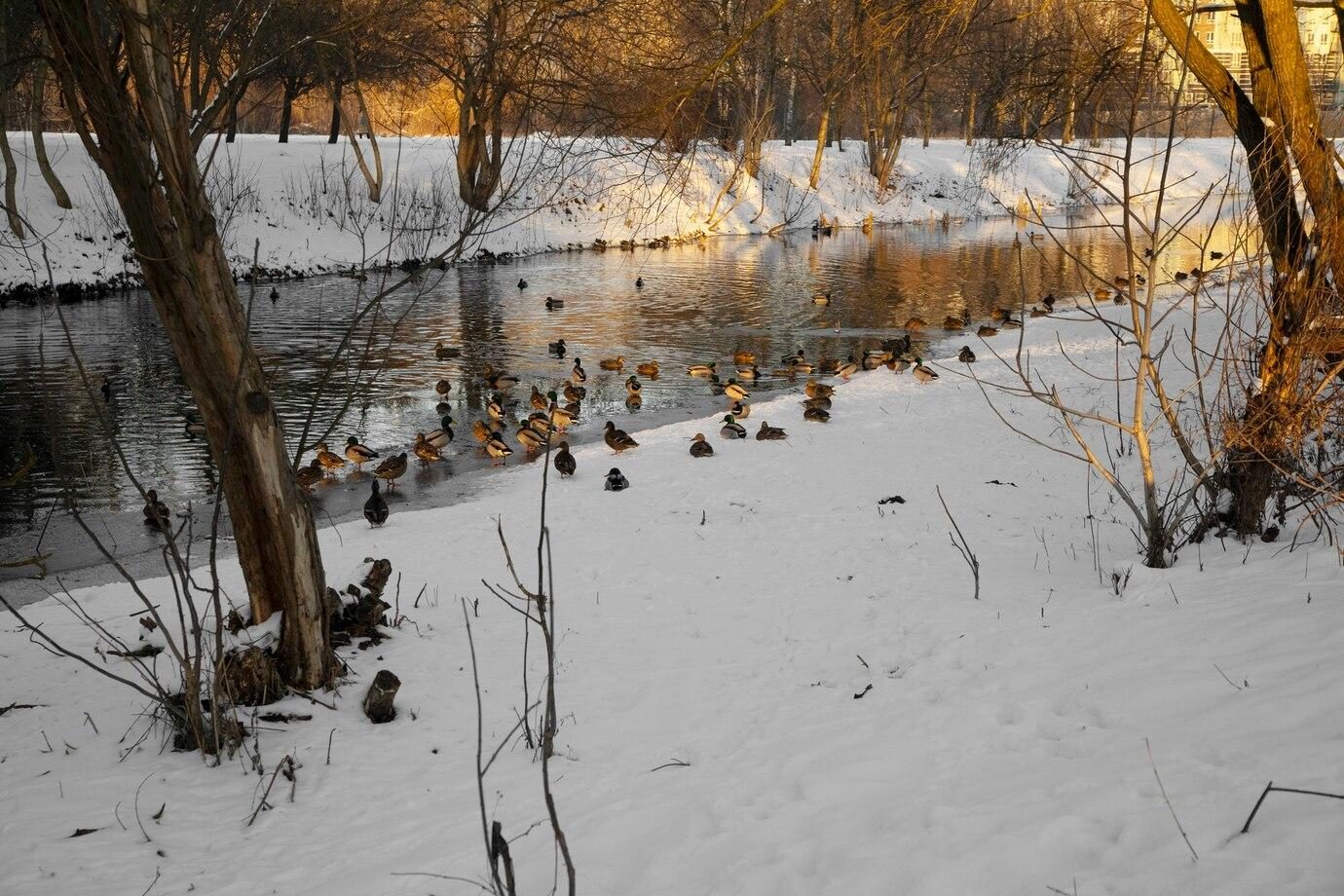 Vogelexcursie Wintergasten Arkemheen