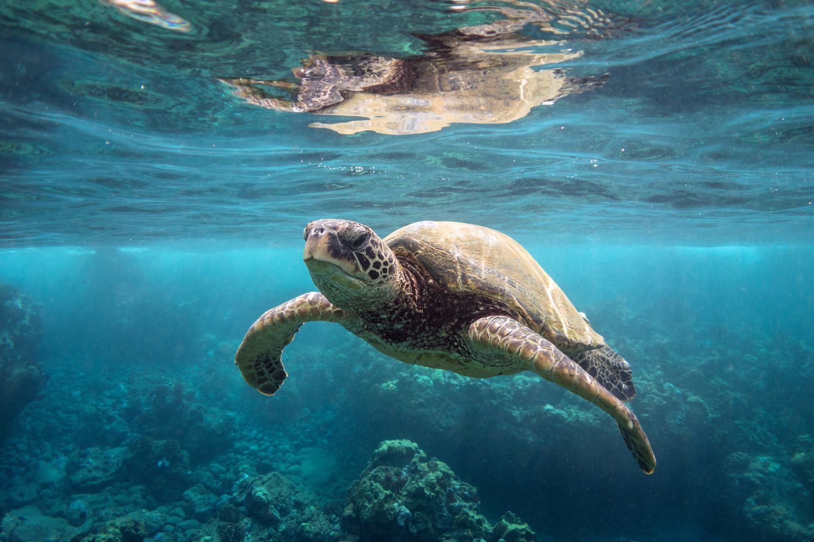 Schildpadden op Bonaire