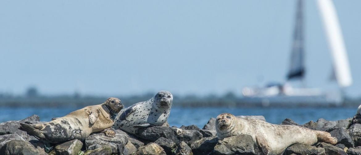 Seehunde Schutzgebiet A Seal | Stellendam