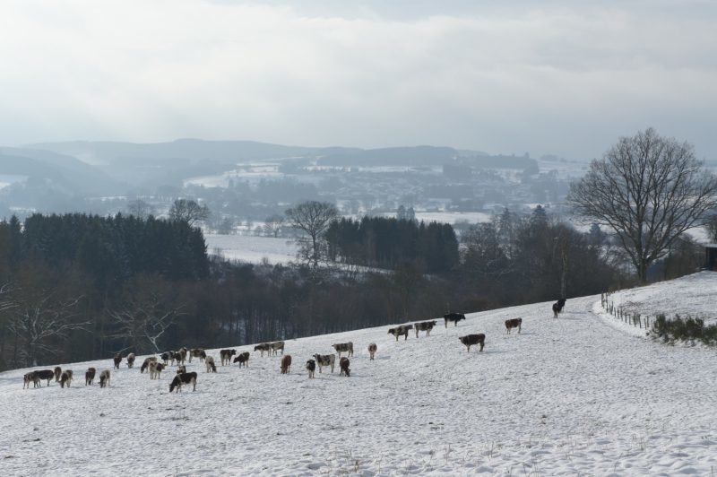 Winters kamperen Petite Suisse