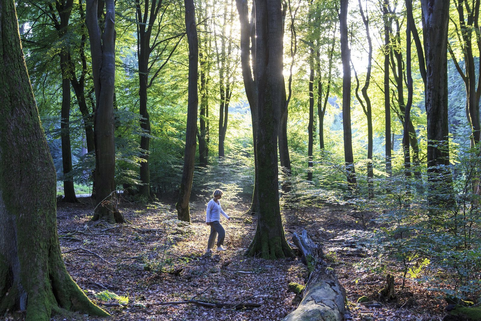 visit veluwe agenda