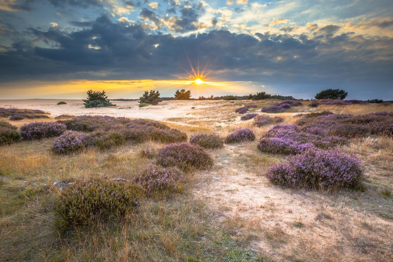 Erleben Sie die Veluwe beim Veluwe Experience am 15. und 16. Februar hautnah