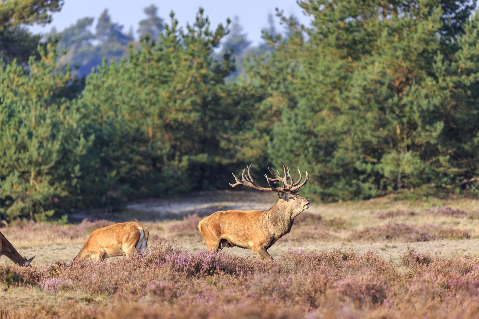 Holiday parks at the Veluwe
