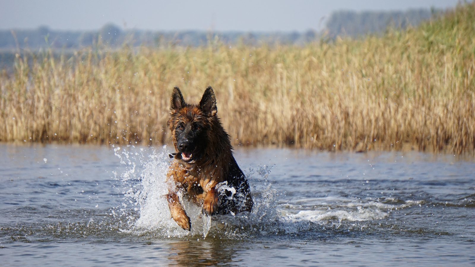 Ferienhaus in Zeeland mit Hund 🐾 Am Wasser Resort Oesterdam