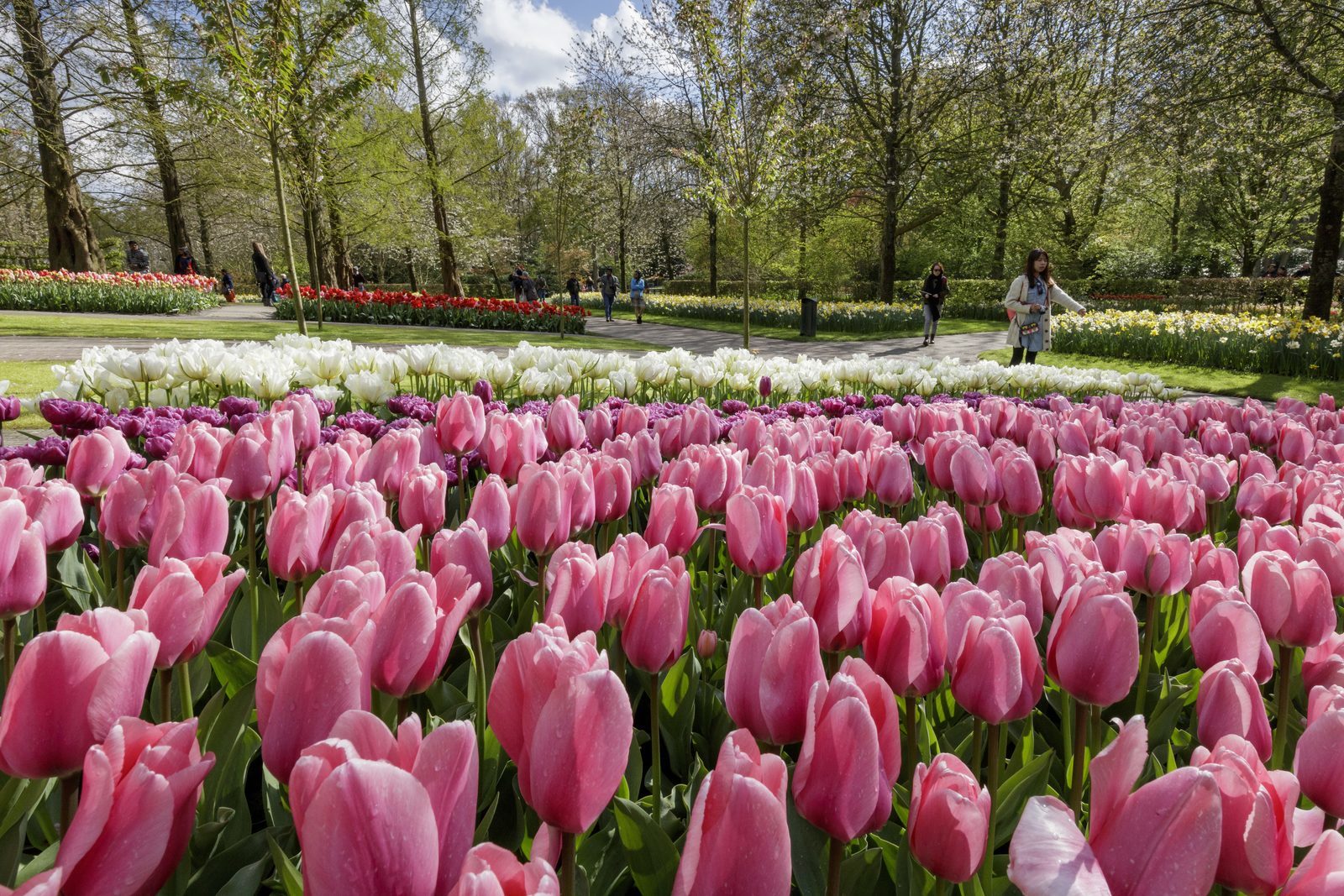 tulips