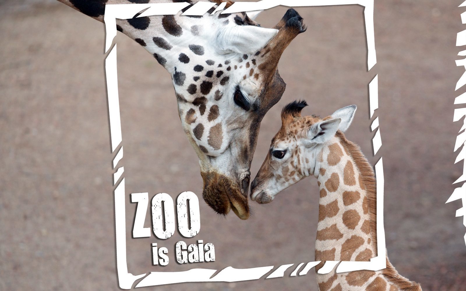 Gaia Zoo