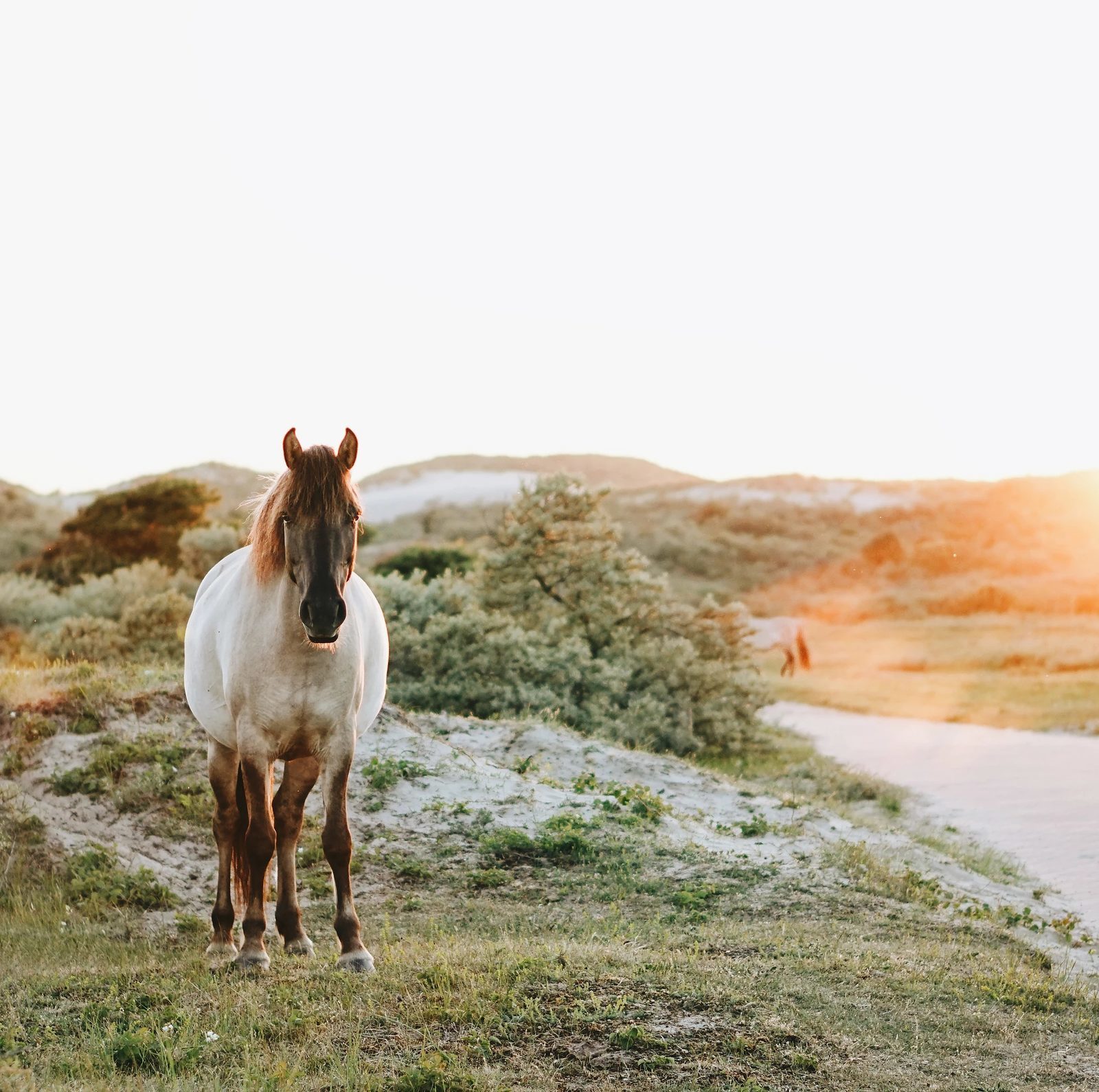 Wandelen Oranjezon natuurgebeid paard Zeeland