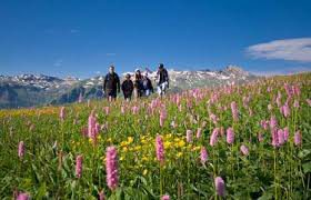 Alpine Flora Path