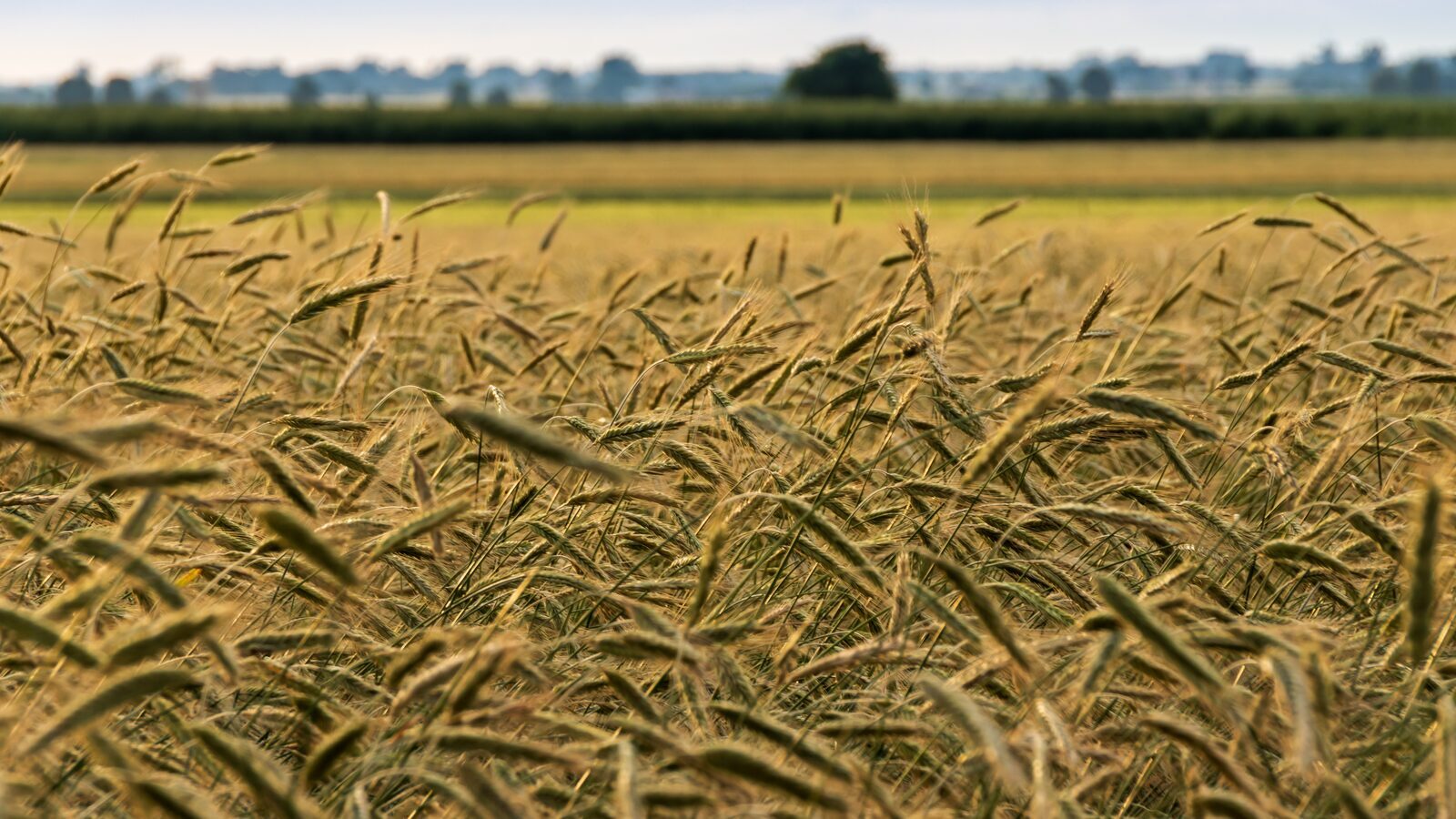 🌽 Maïsdoolhof Voorthuizen