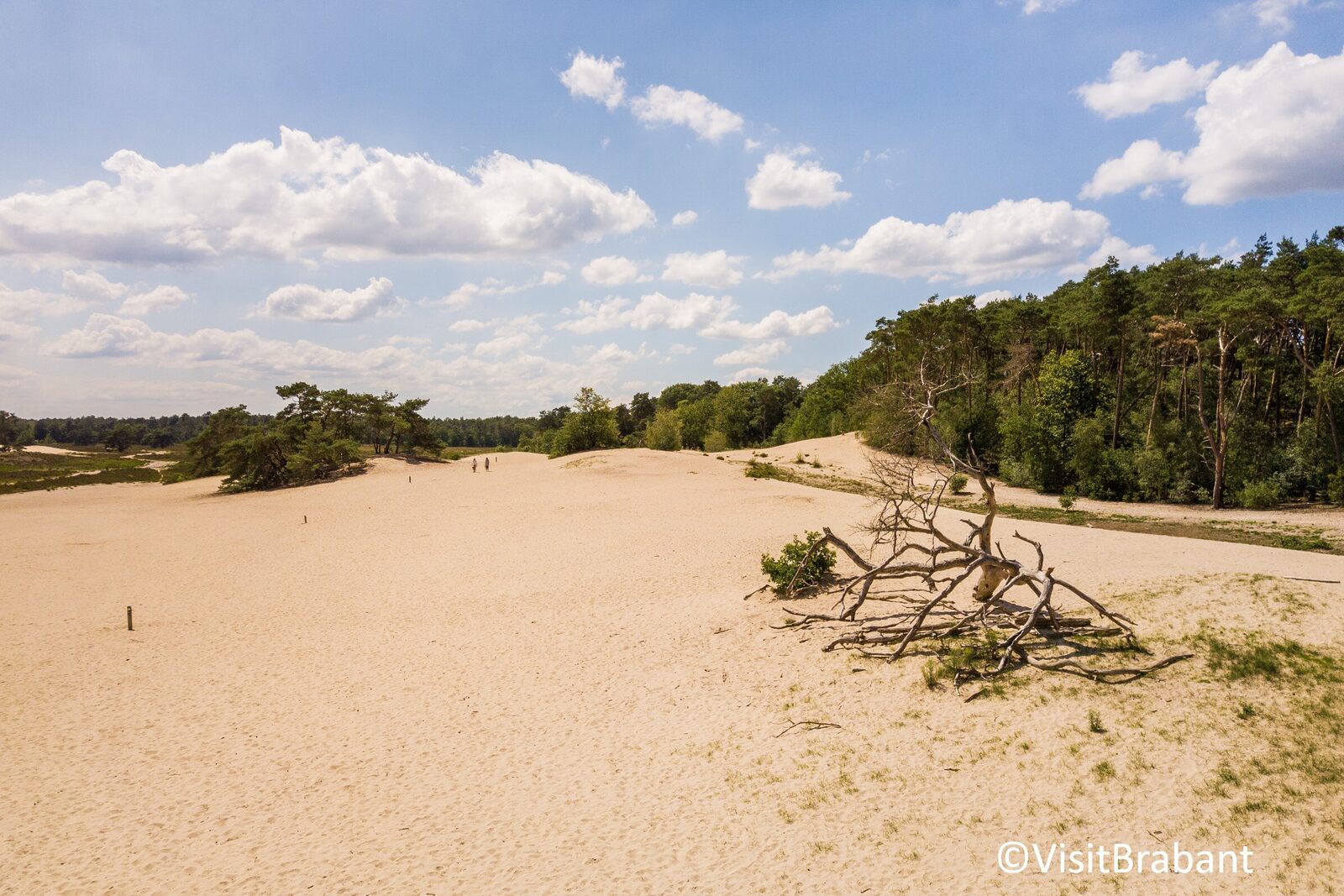 Nationaal Park De Loonse en Drunense Duinen in Brabant