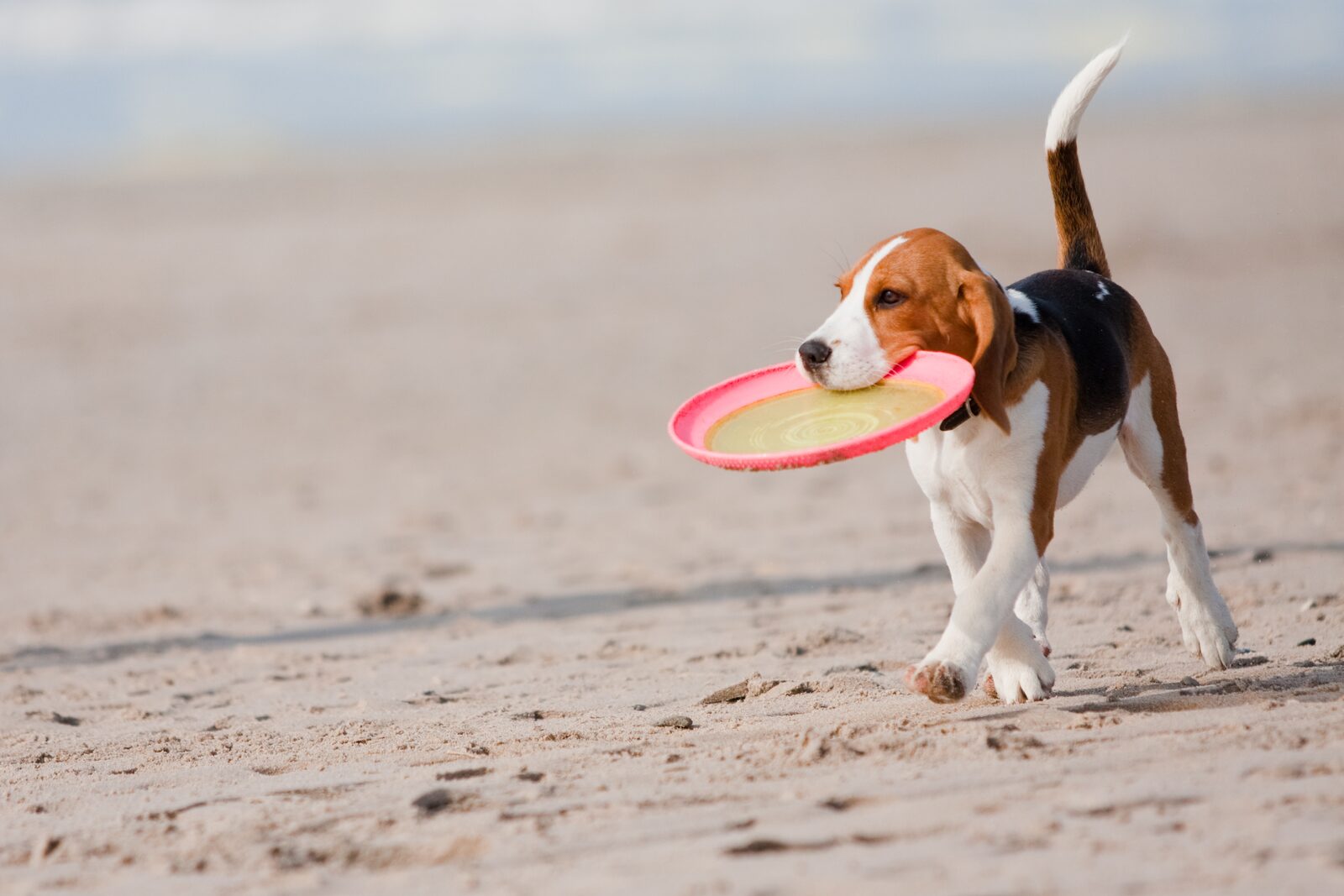 Hund Ferienhaus Zeeland am Strand