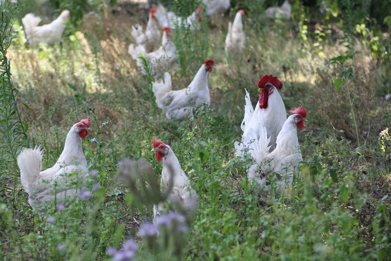 Schuttert Poultry Farm