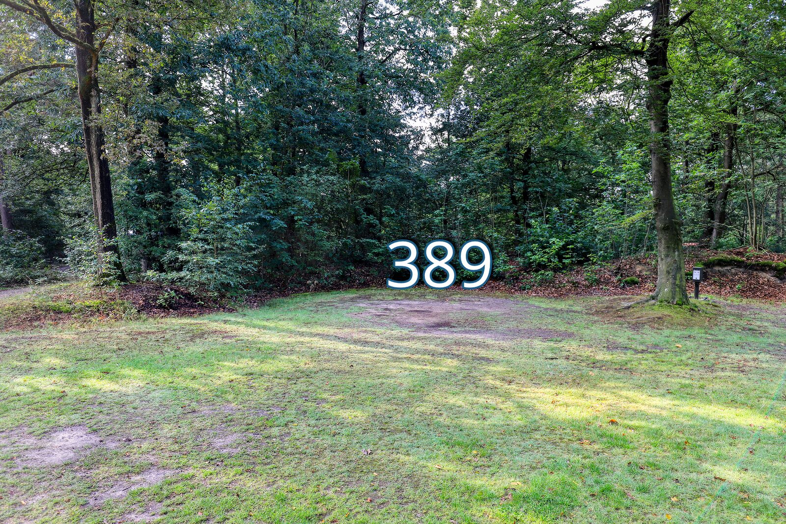 houtduif 389