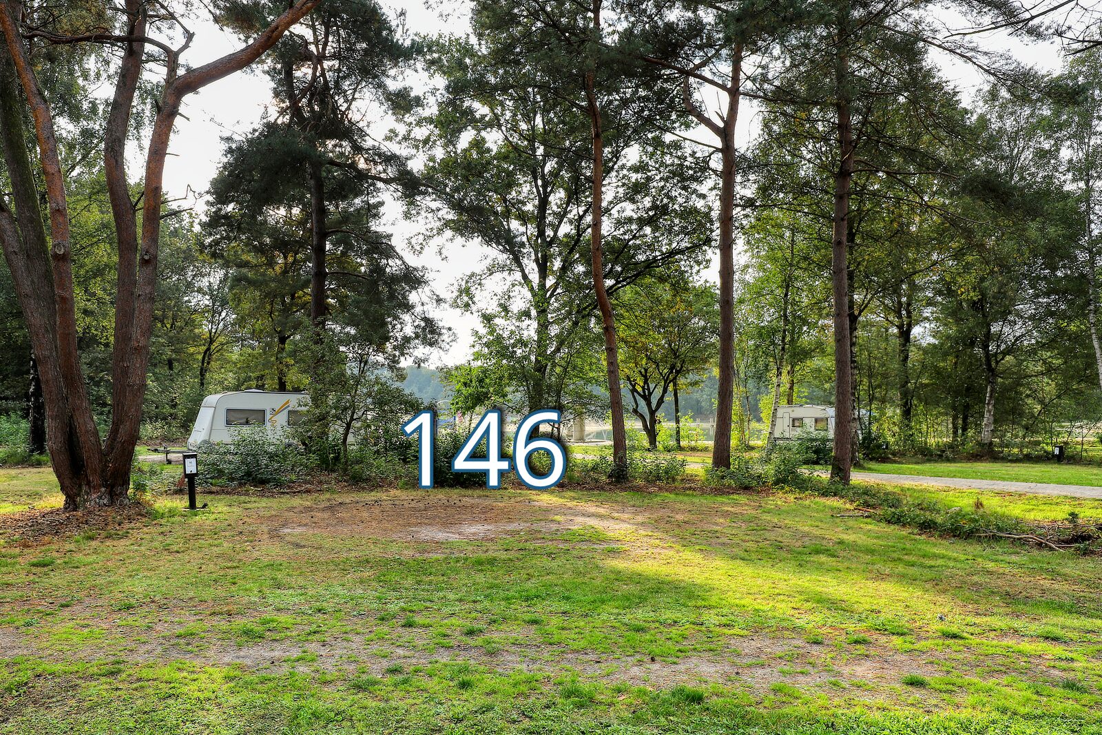 tureluur 146