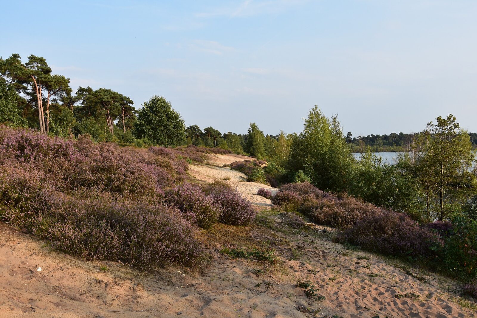 De Maasduinen National Park