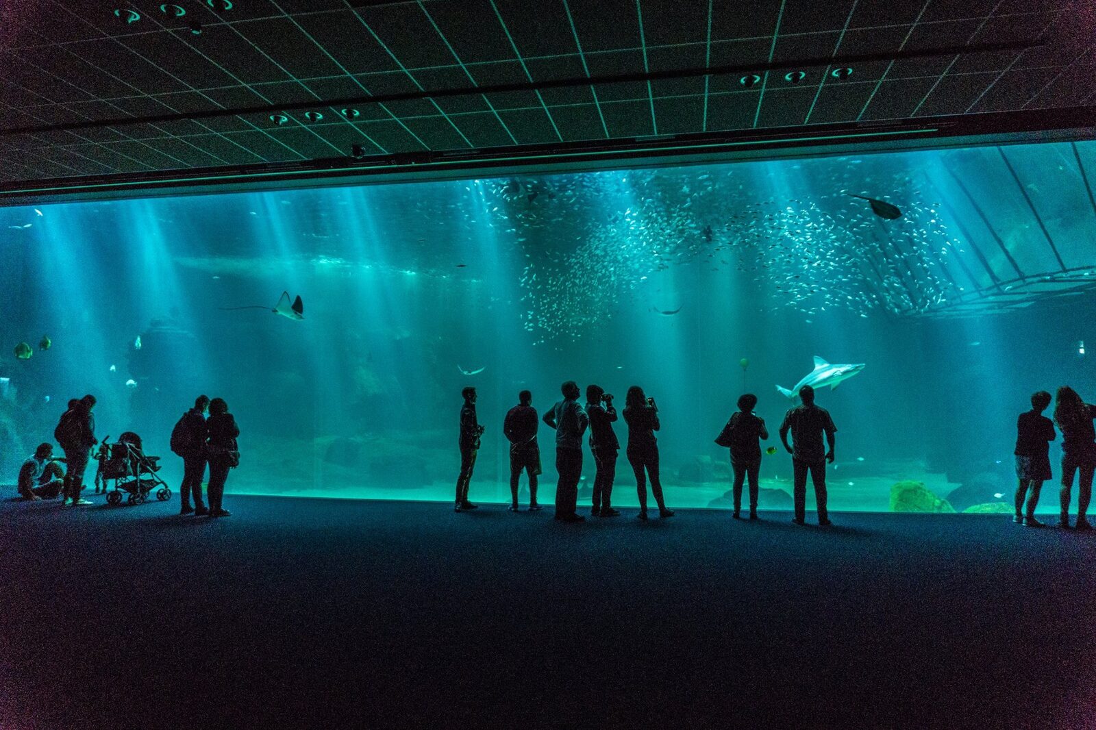 Grote aquarium met haaien en zeeroggen in het Nausicaá Aquarium.