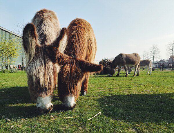 Walk trip donkeys Zeeland