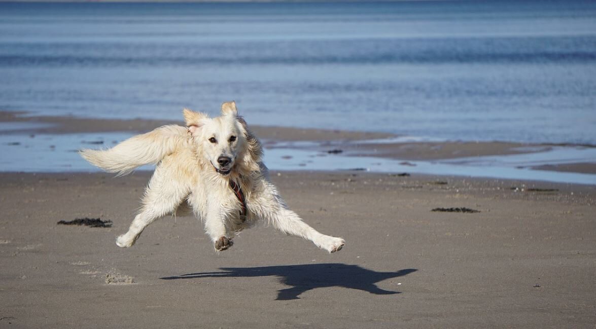 Deens wassen ginder Vakantie aan zee met hond - Oasis Resorts