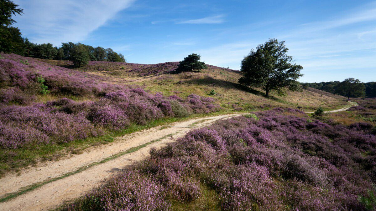 Nationaal Park de Maasduinen