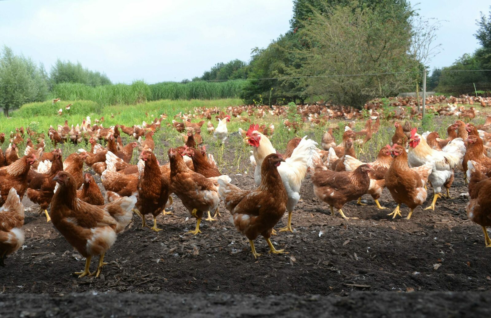 🐓 Biological Poultry Farm 'De Lankerenhof'