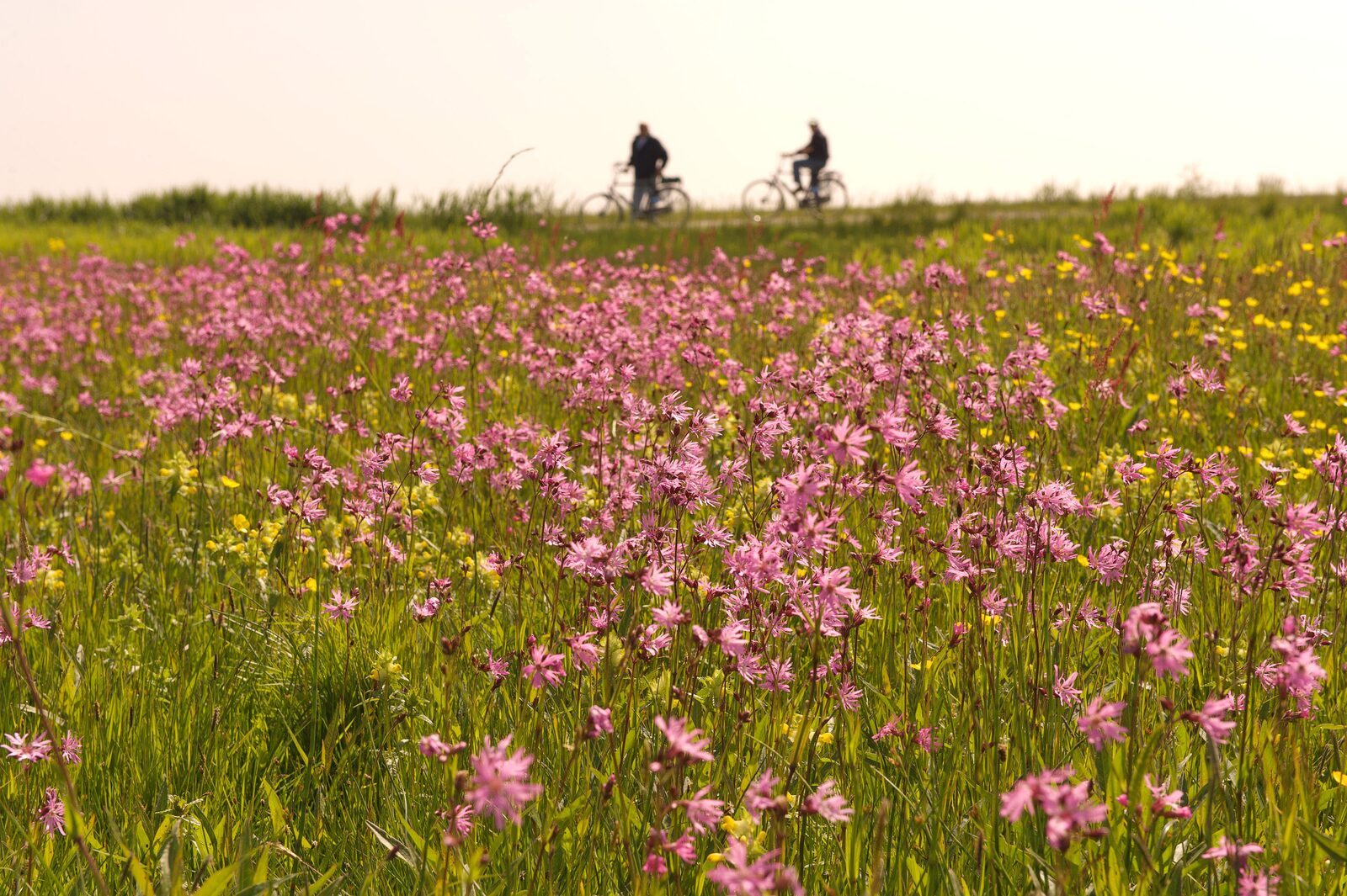 Fietsen op Terschelling