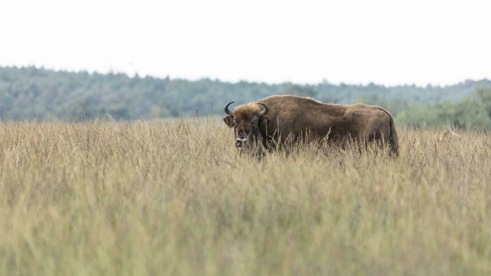 🐂 Spot de bisons: Wisent Excursie!