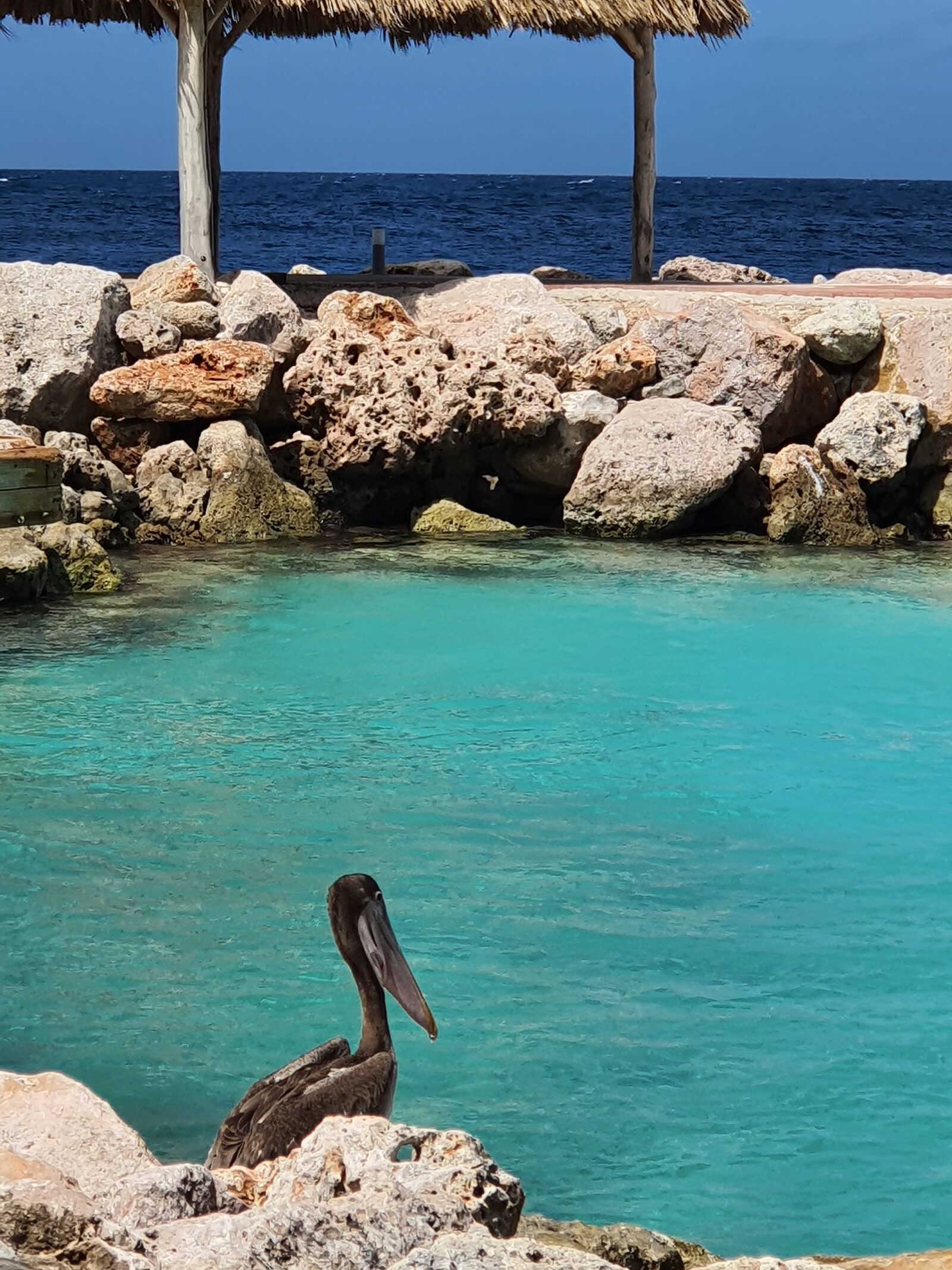 View of the sea with a bird