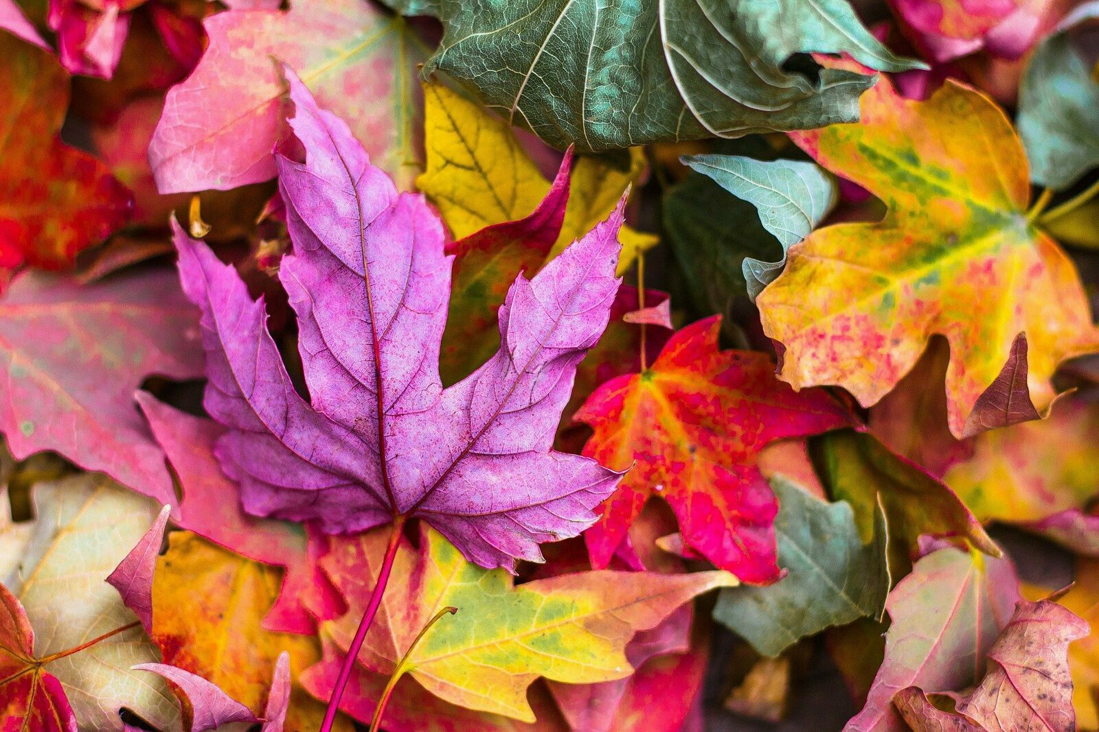 Herfstvakantie