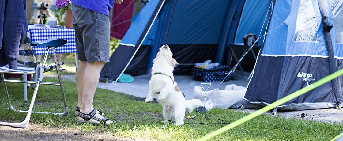 Camping met hond