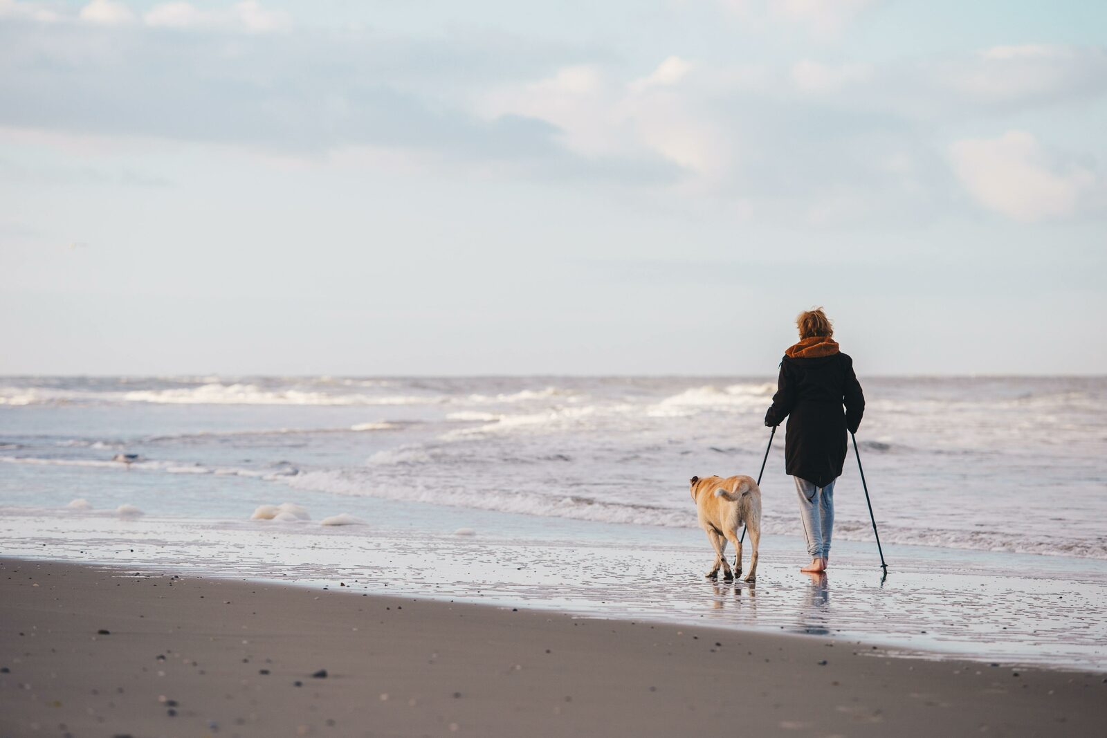 Chien sur la plage 