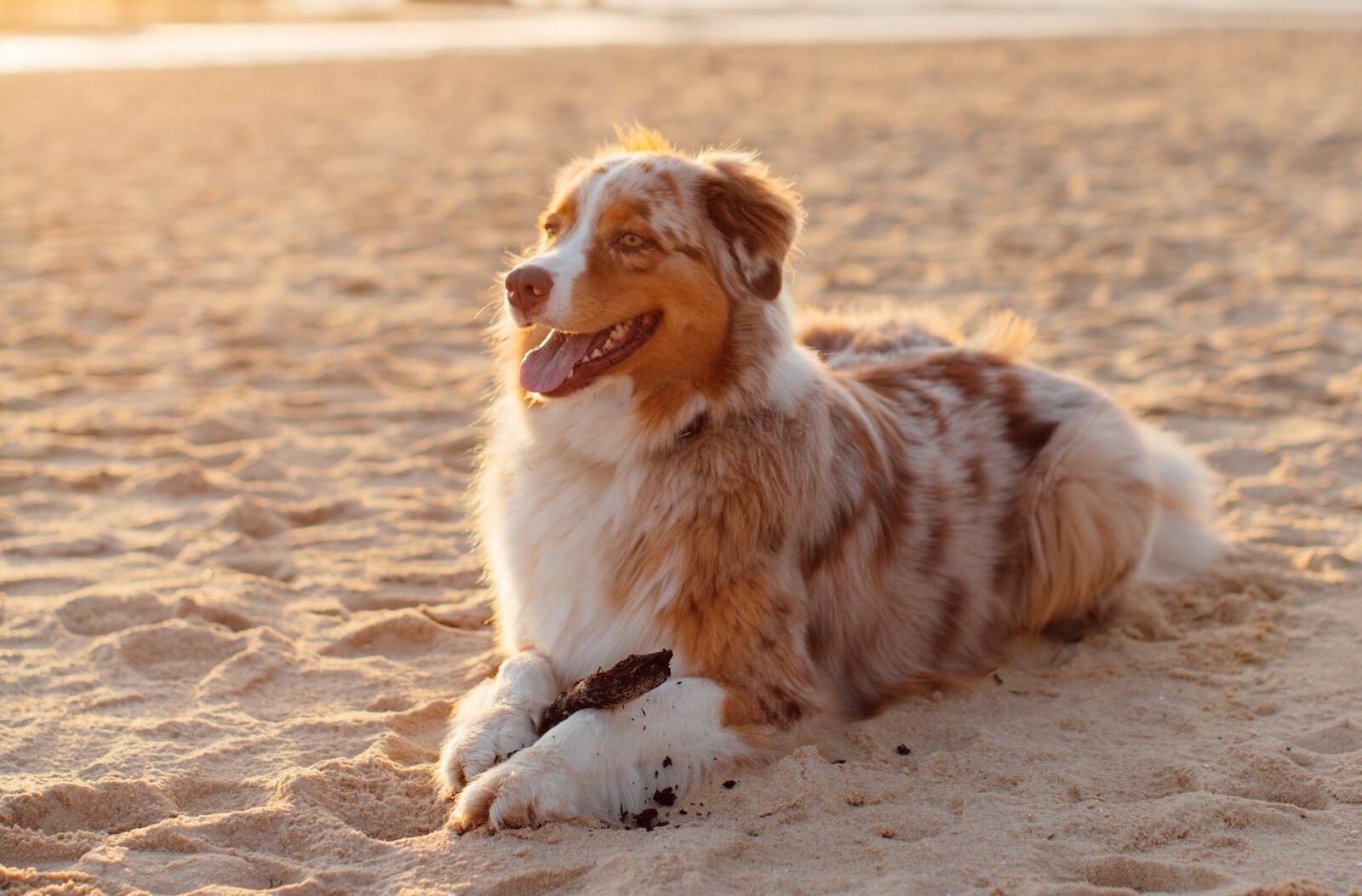 Chien sur la plage en vacances 