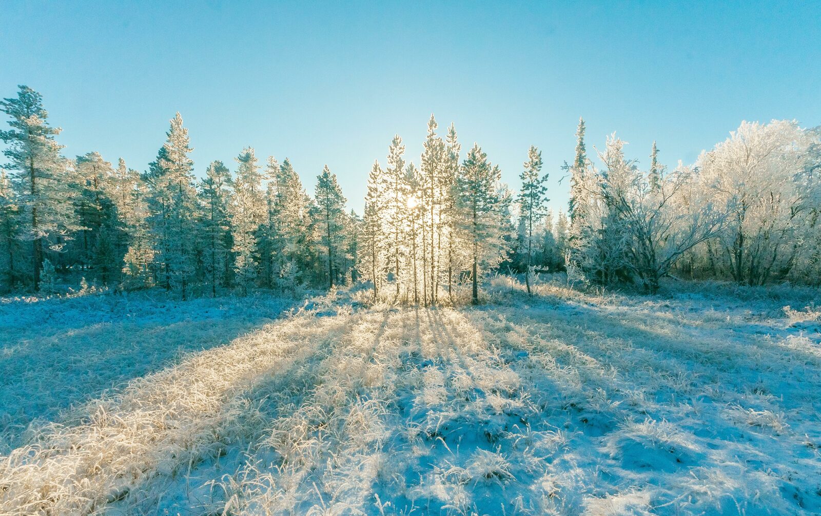 Natuurpark in winter