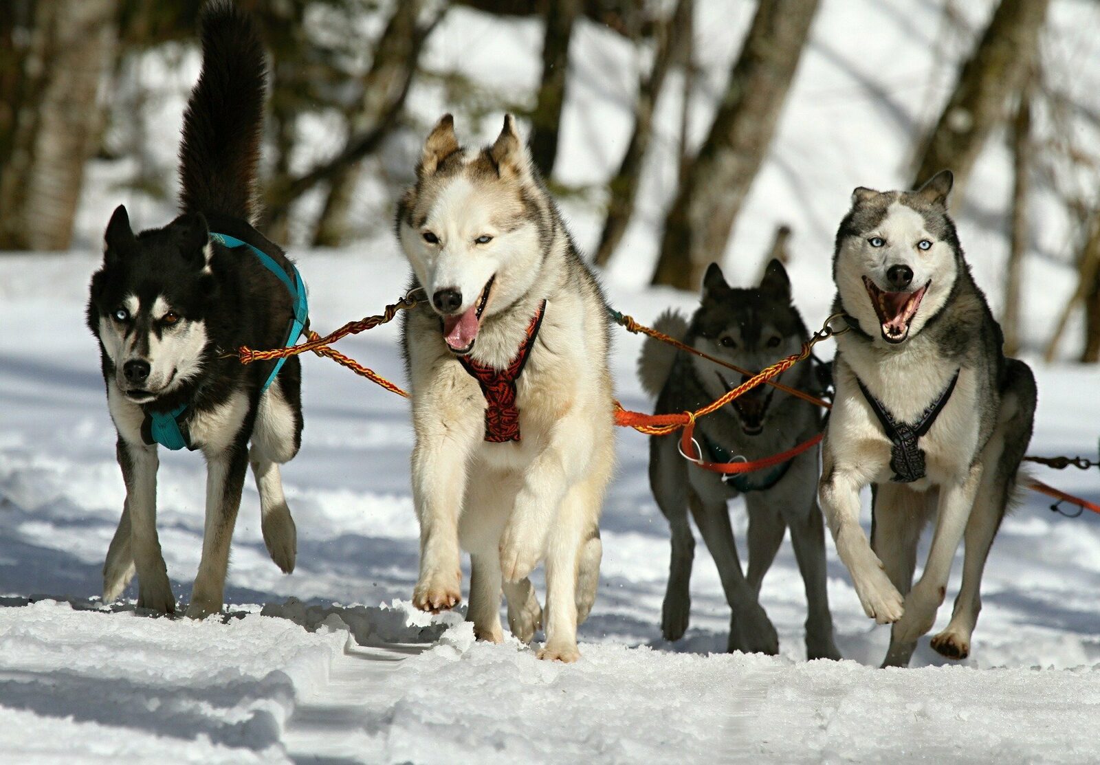 Dog sledding